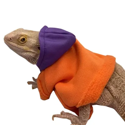 Costume de Dragon barbu pour lézards manteau à capuche vêtements de Reptiles fête Photo R7UB