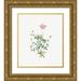 Redoute Pierre Joseph 26x30 Gold Ornate Wood Framed with Double Matting Museum Art Print Titled - Single Dwarf China Rose Rosa indica pumila flore simplici