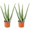 2x Aloe Vera Barbadensis - Plante grasse - Entretien facile - ⌀10.5 cm - ↕30-35 cm