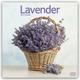 Lavender - Lavendel 2024 - 16-Monatskalender