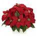 Nearly Natural Poinsettia with White Wash Planter Silk Arrangement Red 16.5 in x 20 in x 15 in