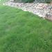 Xeriscape Grass Seed Mixture of Drought Tolerant Native Grasses - 1 LB