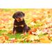 Winston Porter Keshauna Rottweiler Puppy Sits In Autumn Leaves On Canvas by Jlsnader Photograph Canvas in White | 24 H x 36 W x 1.25 D in | Wayfair