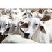 Gracie Oaks Vereda Cattle in Farm by Aumsama - Wrapped Canvas Photograph Canvas in White | 8 H x 12 W x 1.25 D in | Wayfair