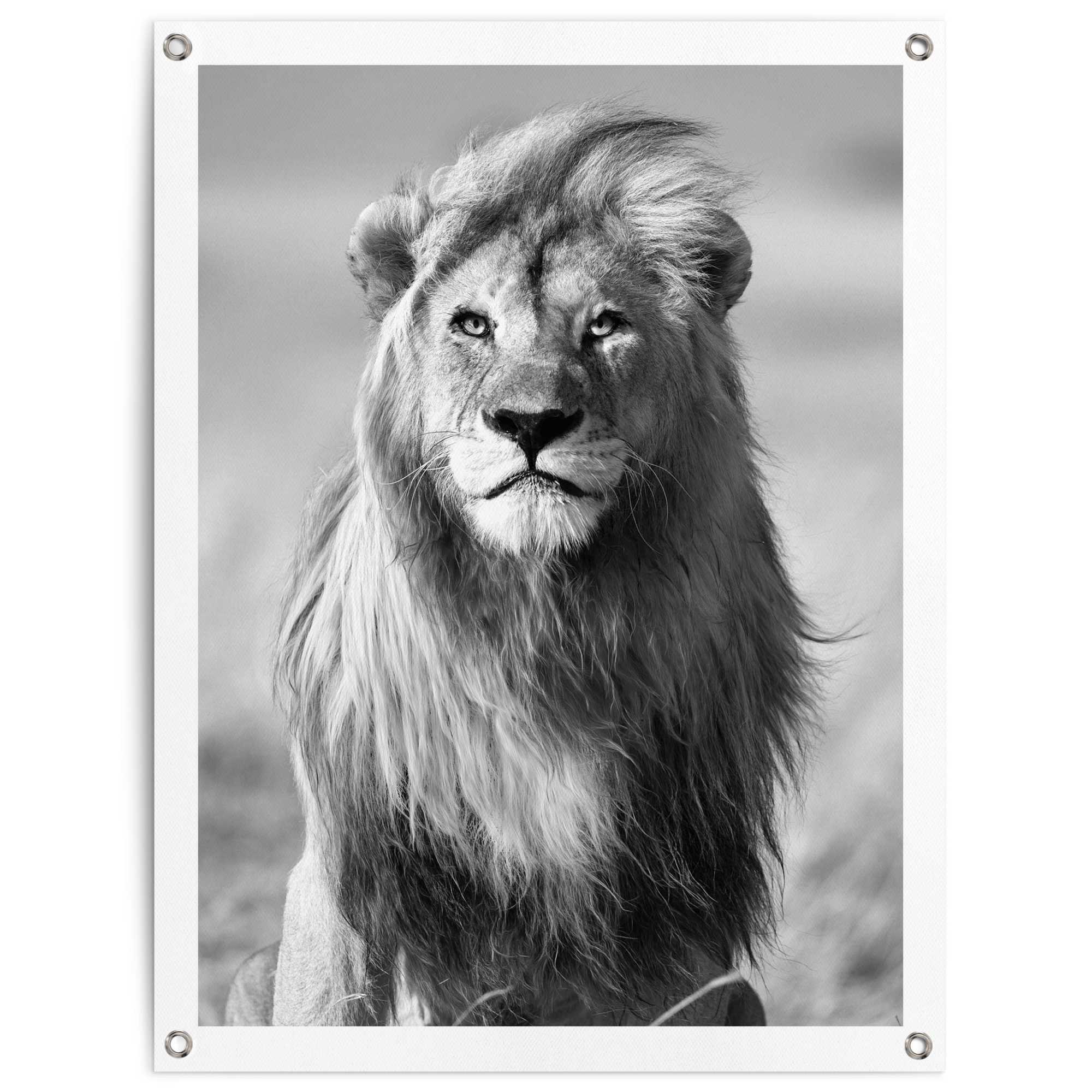 Poster REINDERS "Löwe", schwarz (farbe bild(er): schwarz, weiß), B:60cm H:80cm T:0,1cm, Leinwand, Bilder, Outdoor für Garten oder Balkon Image