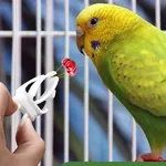Pince d'alimentation à fruits pour oiseaux bonne alimentation inoxydable ABS Clip d'alimentation