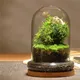 Creative Glass Cover Dome Glass Bottles Succulent Glass Vase Micro Succulent Moss Landscape Glass