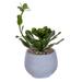 Vickerman 736739 - 14.5" Lt Green Echeveria in Cement Pot (FX230115) Home Office Succulents