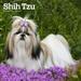 Shih Tzu | 2024 12x24 (Hanging) Monthly Square Wall Calendar | BrownTrout