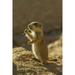 AZ Sonoran Desert Black-tailed prairie dog pup by Cathy - Gordon Illg (18 x 24)