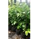 10x cherry laurel plants 50-70cm, 2 lt pots, evergreen hedging trees/shrubs