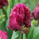 20x Parrot Prince tulip garden spring bulbs hot pink ruffled flowers