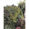 Tangle Ball on 4Ft Stem with Bird Feeder - Hand Made by Traditional Forge Steel Ornamental Bird Feeding Station - Steel - L34.3 x W34.3 x H157.5 cm