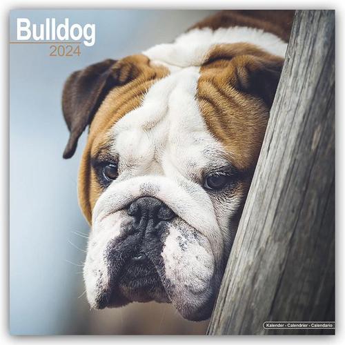 Bulldog - Bulldoggen 2024 - 16-Monatskalender - BrownTrout / Flechsig