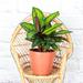 Thorsen's Greenhouse Live Beauty Star Calathea Plant in Biodegradable Pot in Brown | 6 H x 4 D in | Wayfair 4 Cal Beautystar-thin-tc