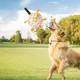 Ballon de Football interactif pour chien S/M/L avec sangles de préhension gonflage jouet