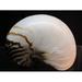 Shell Nature Nautilus Pompilius Nautilus - Laminated Poster Print - 20 Inch by 30 Inch with Bright Colors and Vivid Imagery