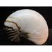 Shell Nature Nautilus Pompilius Nautilus - Laminated Poster Print - 12 Inch by 18 Inch with Bright Colors and Vivid Imagery