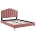 Modway Elise Bed Upholstered/Velvet, Wood in Pink | 60 H x 79 W x 90 D in | Wayfair 889654948698