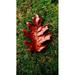 Leaf Brown Red Seasonal Foliage Water Fall Drops - Laminated Poster Print - 20 Inch by 30 Inch with Bright Colors and Vivid Imagery