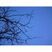 Nature Branch Sky Shadow Blue Tree Blue Sky - Laminated Poster Print - 20 Inch by 30 Inch with Bright Colors and Vivid Imagery