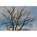 Construction Branches Nature Sky - Laminated Poster Print -12 Inch by 18 Inch with Bright Colors and Vivid Imagery