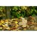 Autumn Fall Leaves Forest Leaves Autumn Forest - Laminated Poster Print - 20 Inch by 30 Inch with Bright Colors and Vivid Imagery