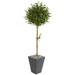 5.5' Olive Topiary Artificial Tree in Slate Planter