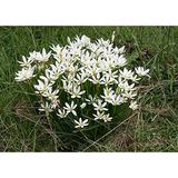 Zephyrans Candida White Rain Lily Flower Bulbs/Traditional Flowers That Times Throughout Late Summer 10 Bulbs By Sourn Bulb Company
