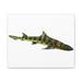 Dovecove Shark Stretched - Unframed Illustration on Canvas in Green/White | 9 H x 12 W x 2 D in | Wayfair C7B91CCA579C45EFA9F69A571FF46C5D