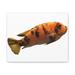 Rosecliff Heights Orange Fish - Illustration on Canvas in Black/Orange | 9 H x 12 W x 1 D in | Wayfair 0EAD14E4FE534125BE26AF9ED4EA5C50