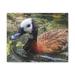 Gracie Oaks Duck - Wrapped Canvas Illustration Canvas in Black/Brown/Green | 9 H x 12 W x 1 D in | Wayfair 9D58BCDBB12949E3B4C5D6384A6AE483