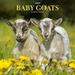 Baby Goats | 2024 12x24 (Hanging) Square Wall Calendar | StarGifts