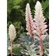 Acanthus Mollis 'Whitewater' Bear's breeches 3Lt Pot XXXL Plants to your door