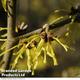 Hamamelis x intermedia 'Arnold Promise'