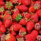 Gardeners Dream Strawberry Elsanta Bare Root - Grow Your Own Bareroot, Fresh Fruit Plants, Ideal For Uk Gardens (10 Pack)