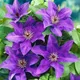 Gardeners Dream Clematis The President - Large Purple Flowers, Climbing Plant, Hardy (20-30Cm Height Including Pot)
