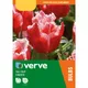 Verve Tall Tulip Canasta Flower Bulb, Pack Of 10