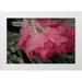 Bush Marie 14x11 White Modern Wood Framed Museum Art Print Titled - USA Colorado Lafayette Ice on pink rose