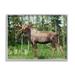 Stupell Moose Forest Grove Woodland Landscape Animals & Insects Photography Gray Framed Art Print Wall Art