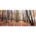 Design Art Bright Fall Forest with Clear Sky 5 Piece Photographic Print on Wrapped Canvas Set