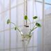 Sunisery Creative Transparent Wall-Mounted Vase Small Pepper Bird Gourd Shape Plants Terrarium Container