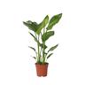 Plant in a Box Strelitzia Nicolai - Strelitzie Paradiesvogelblume Höhe 55-70cm