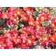 Red Velvet Flower Carpet Rose - Ground Cover Rose - Bare Root