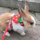 Cartoon Rabbit Harness and Leash Set Walking Adjustable Pet Harnesses for Small Animals Bunny Guinea