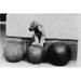 Print: Piney The Schnauzer Pup Perched On The Famous Medicine Ball Used By