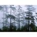 Silhouette of trees with fog Douglas Fir Hemlock Tree Olympic Mountains Olympic National Park Washington State USA Poster Print by - 36 x 12