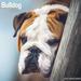 2024 Bulldog Calendar - Monthly Wall Calendar - 12 x 24 Open - Premium Thick No-Bleed Paper - Giftable - Teacher s Planner Calendar Organizing & Planning