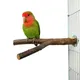 Bird Toys Natural Log Tree Fork Birdcage Bifurcated Station Stand Parrots Chew Toy Standing Pole