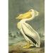 Birds of America 1844 American White Pelican Poster Print by J.J. Audubon - 18 x 24